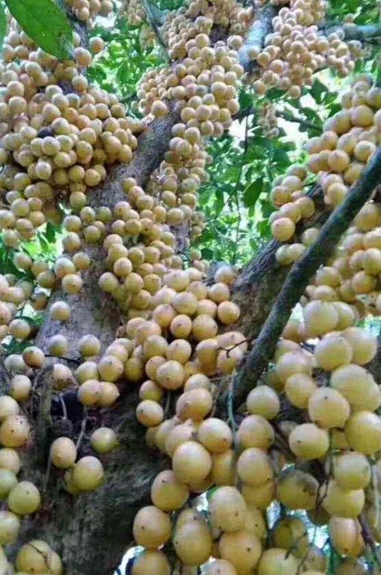 海南,热带风情与独特魅力的评论